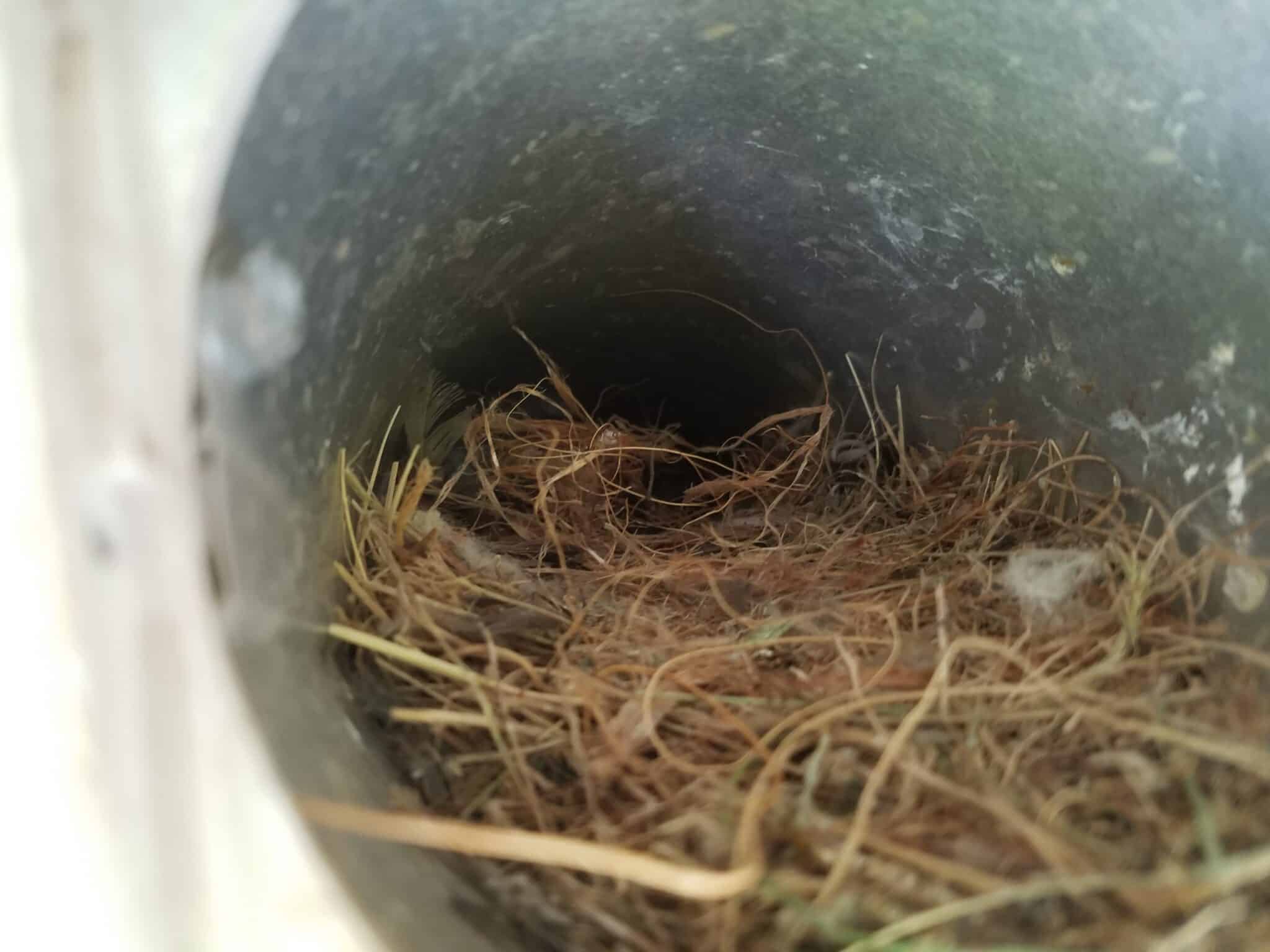 Nesting in Dryer Vent