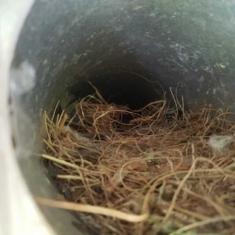 Nesting in Dryer Vent